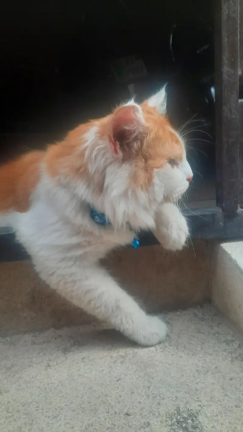 Persian cat for sale 9 months age healthy and active — photo 5