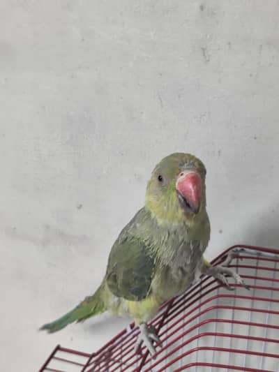 Ringneck
