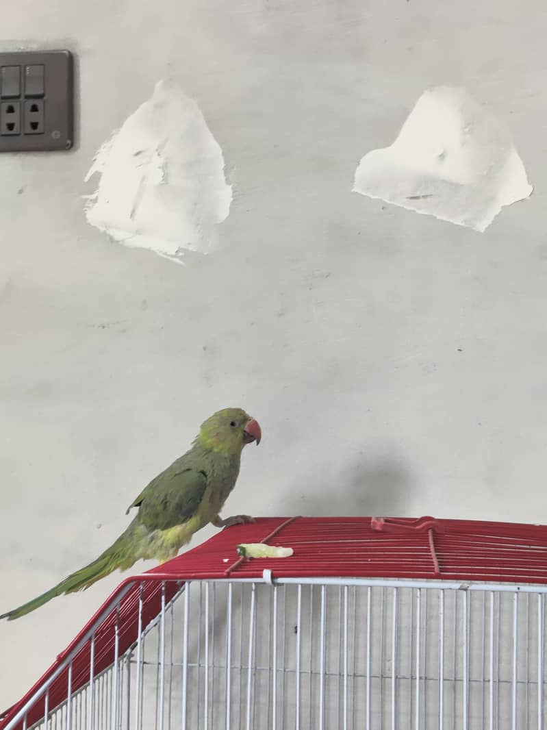 Ringneck 1