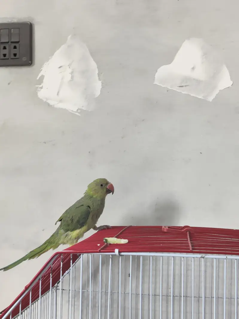 Ringneck — photo 2
