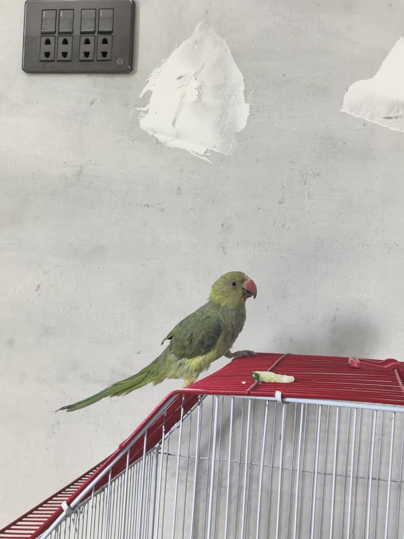Ringneck 2