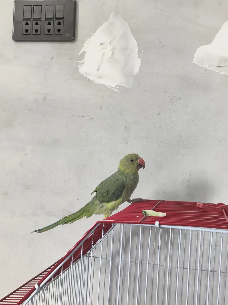 Ringneck — photo 3