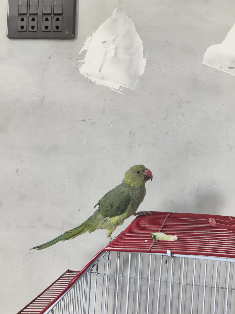 Ringneck — photo 4
