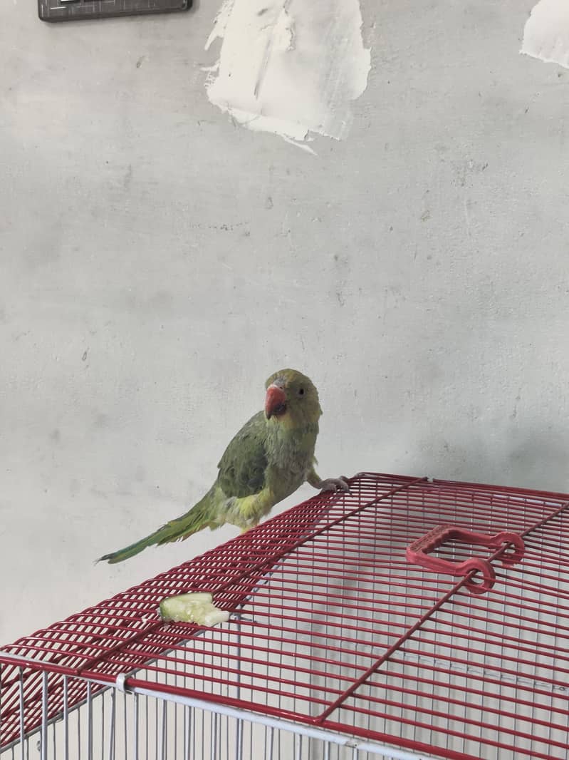 Ringneck 4