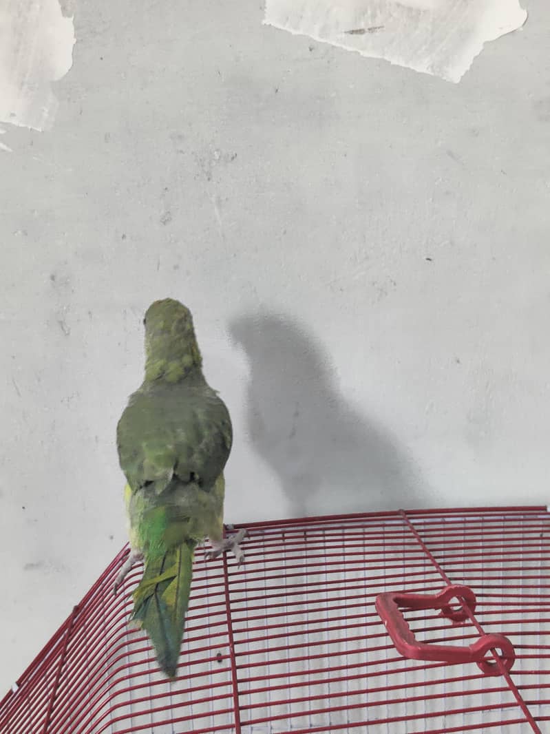 Ringneck 5