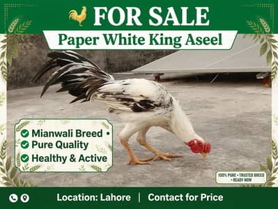 aseel miawali murga