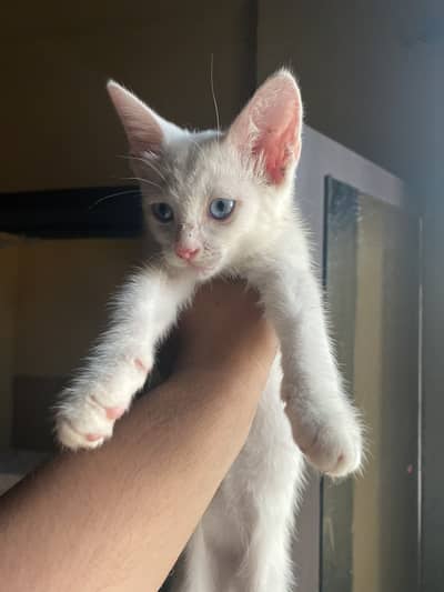 This is mix persion breed