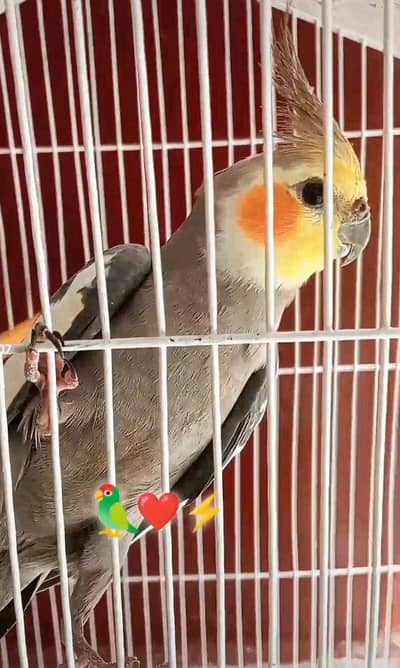 grey Cocktail bird Male