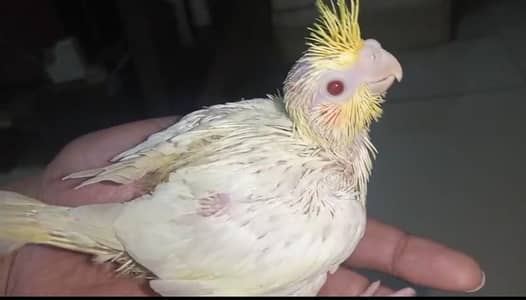 Hand tame Cockatiel and Cockatiel Chicks