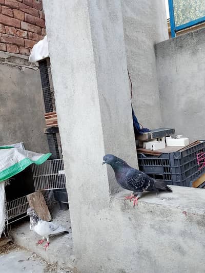 high quality kabootar
