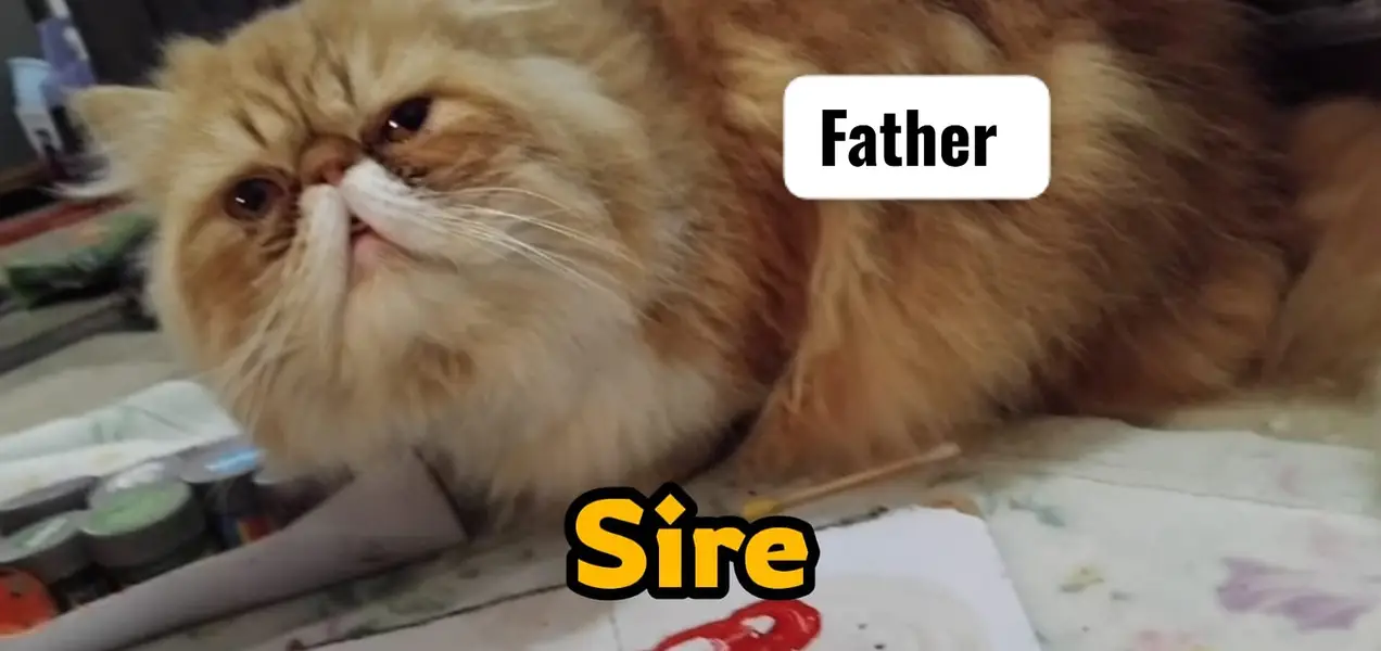 Peki face persian kittens | male kittens | Cfa blood line kittens — photo 6