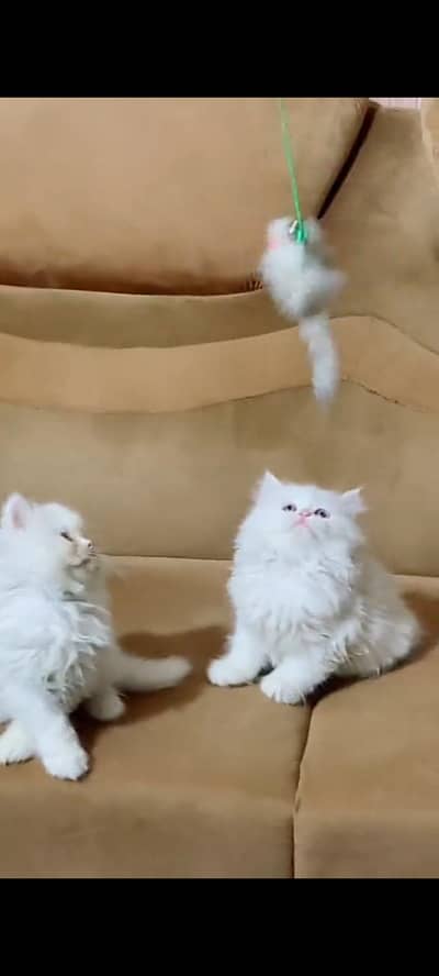 Quality Persian cat & Kittens Male & female available for sale