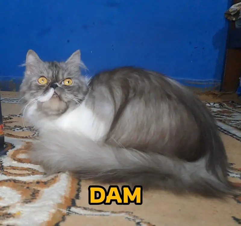 Peki face persian kittens | cats | Cfa kittens for sale — photo 6
