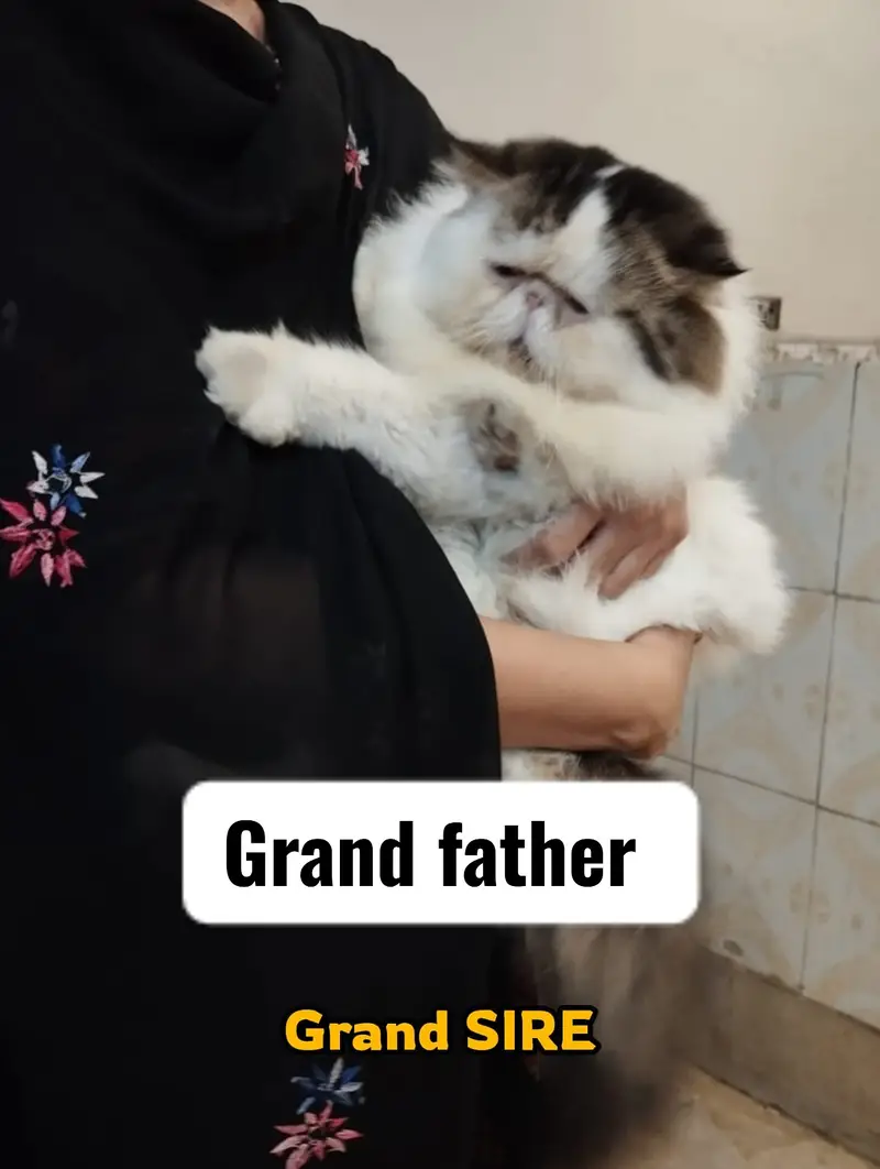 Peki face persian kittens | cats | Cfa kittens for sale — photo 8