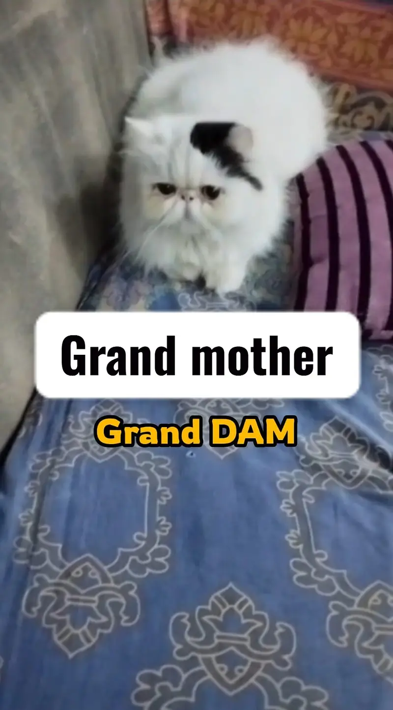 Peki face persian kittens | cats | Cfa kittens for sale — photo 9