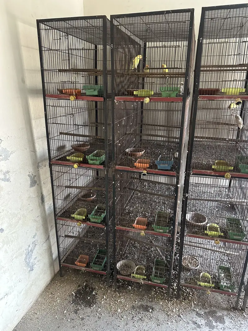 love birds ang cages
