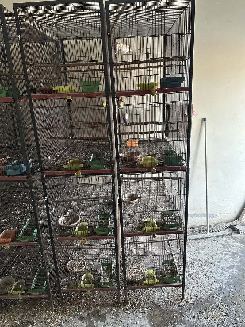 love birds ang cages — photo 2