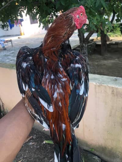 Aseel miawali for sale