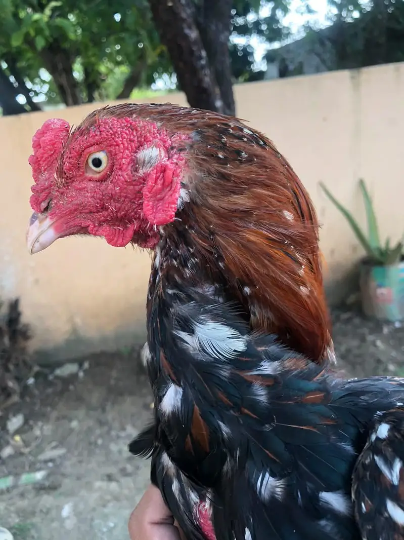 Aseel miawali for sale — photo 2