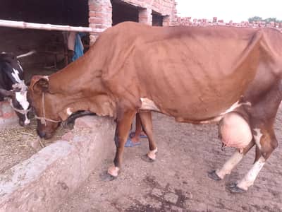 urgent sale plz contact serious buyer 03497859009