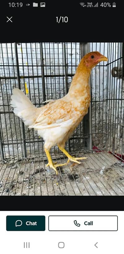 Golden Misri | Desi Hens | Golden Misri Pathi