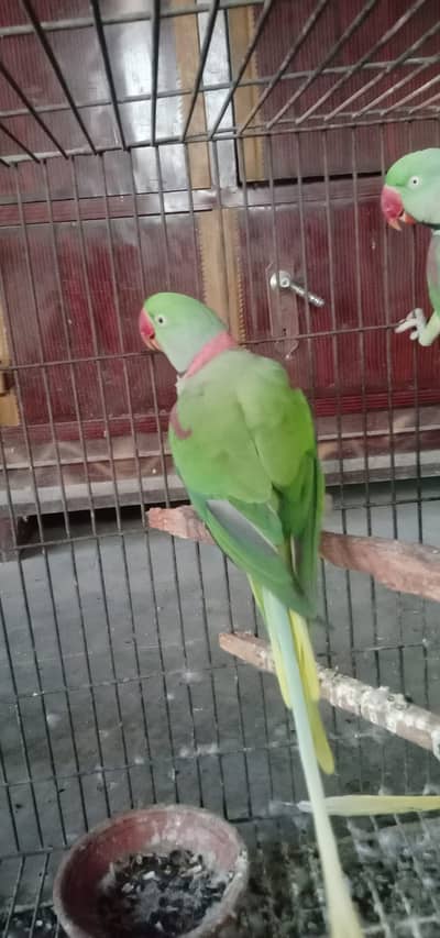 Kashmiri Rawa Parrot