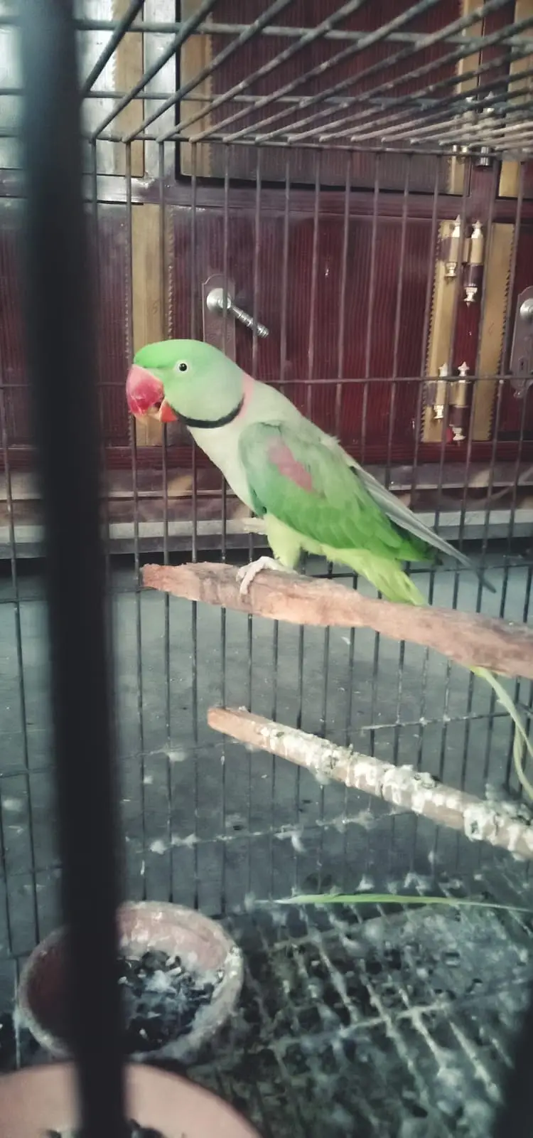 Kashmiri Rawa Parrot — photo 2