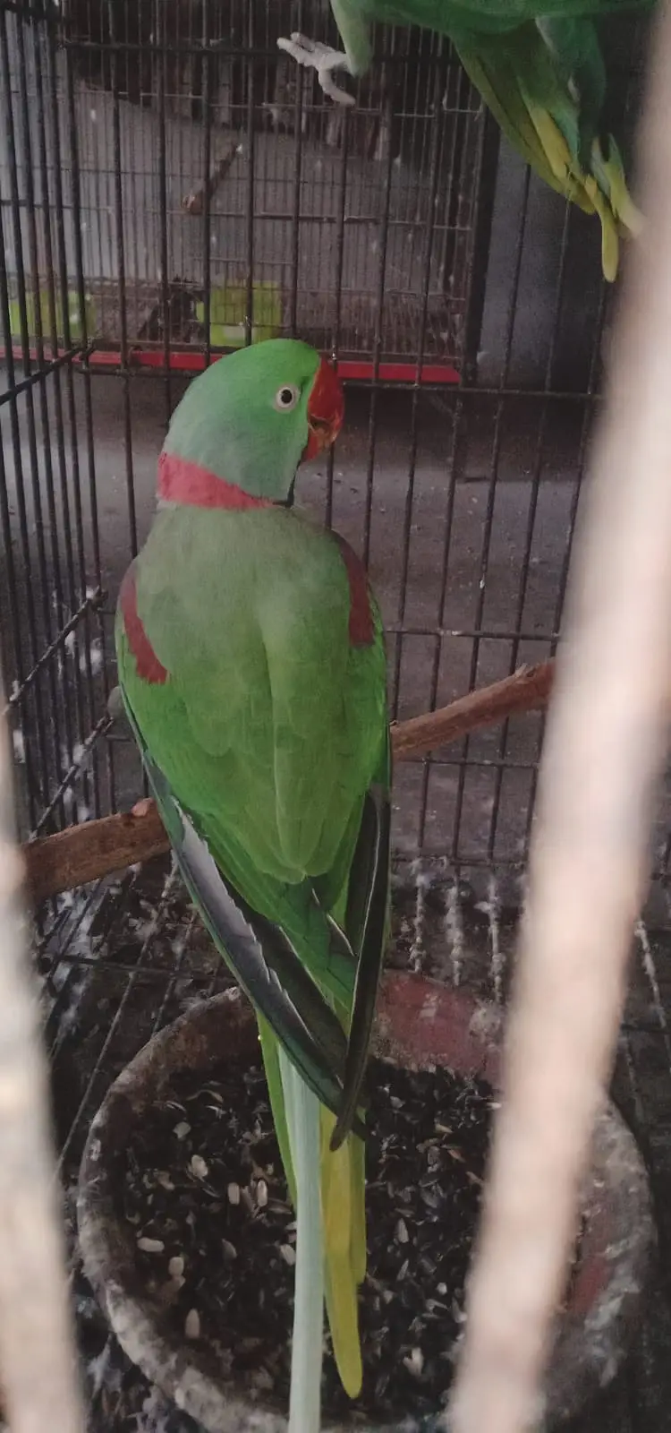 Kashmiri Rawa Parrot — photo 3