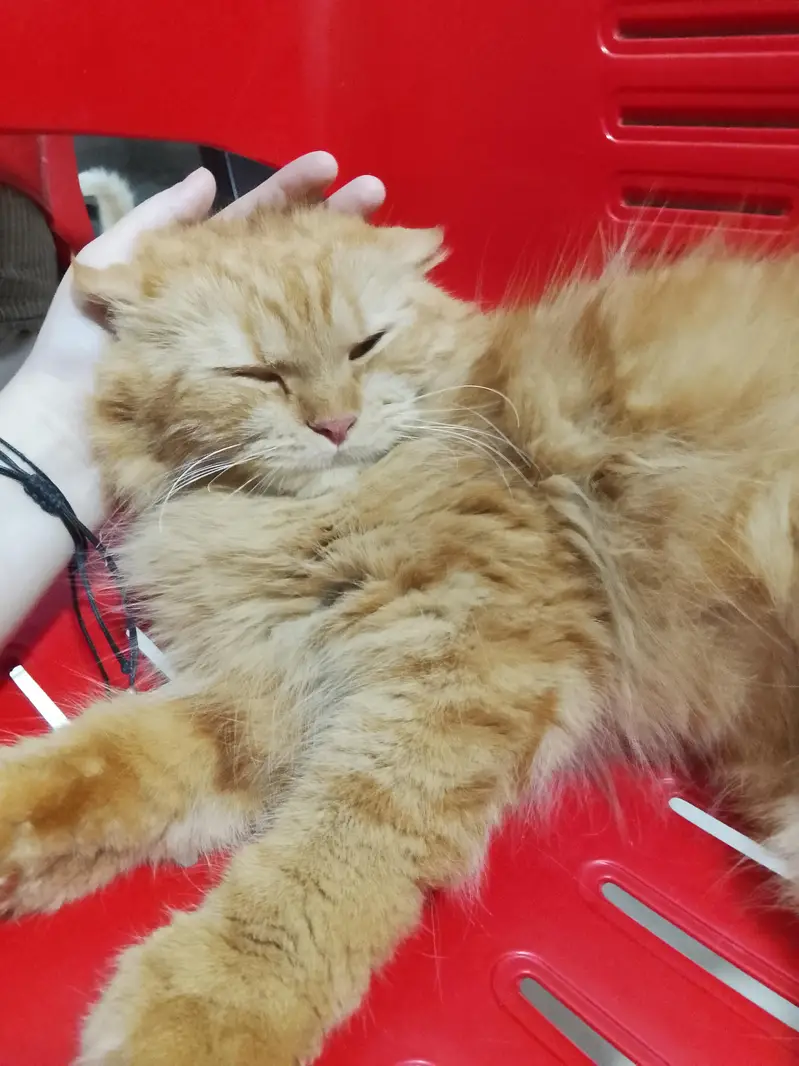 brown Persian female cat