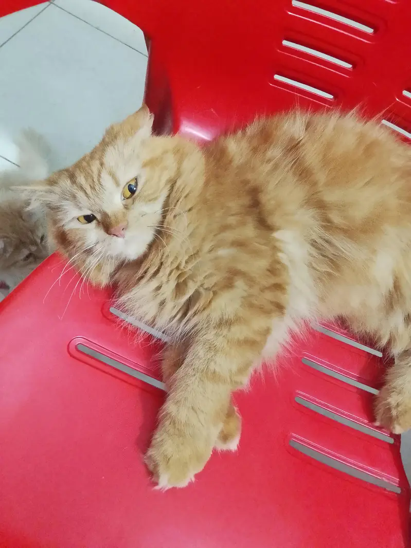 brown Persian female cat — photo 2
