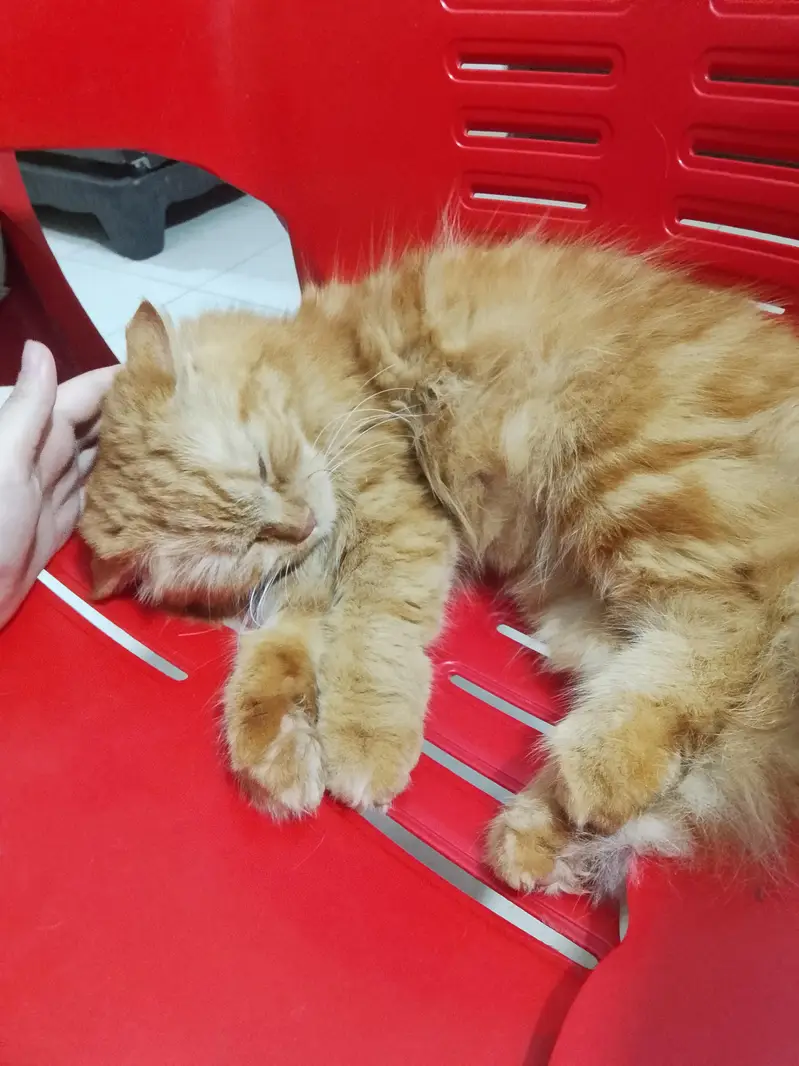 brown Persian female cat — photo 3