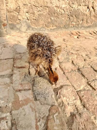 Ostrich Baby for Sale