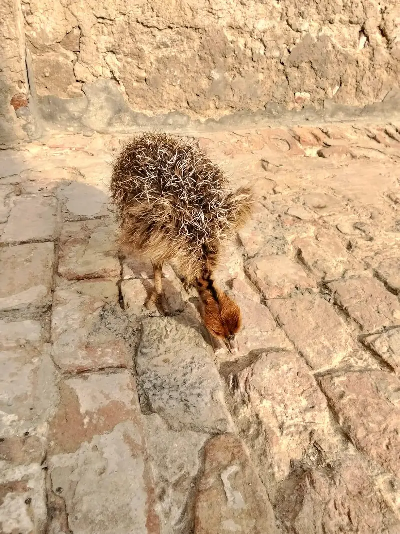 Ostrich Baby for Sale