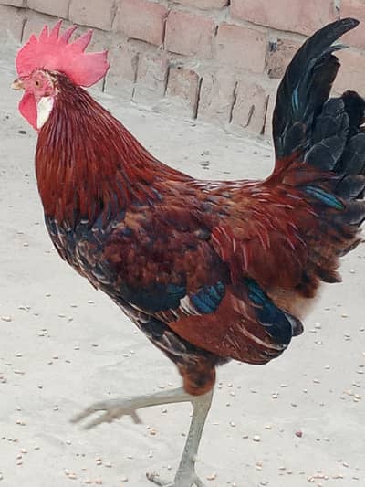 Pure Desi Golden Black Male & Female