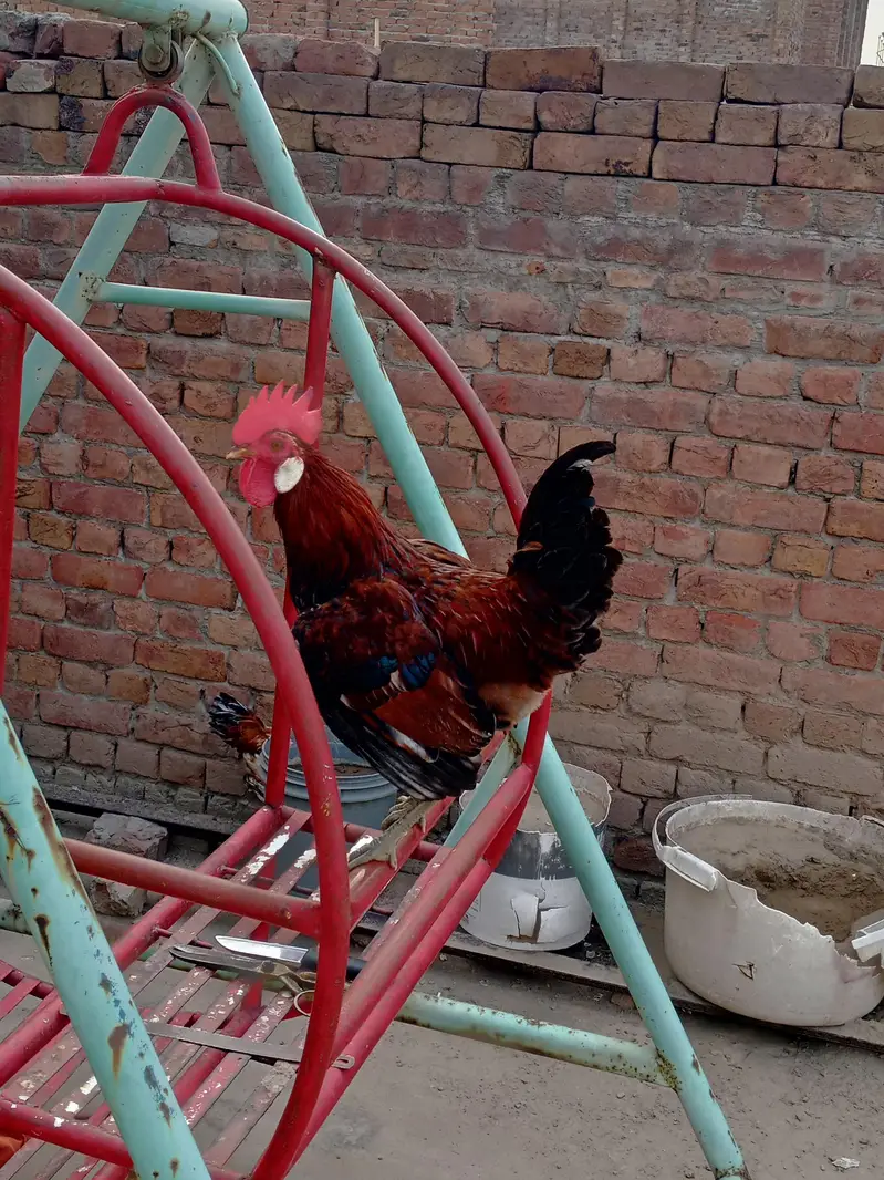 Pure Desi Golden Black Male & Female — photo 4