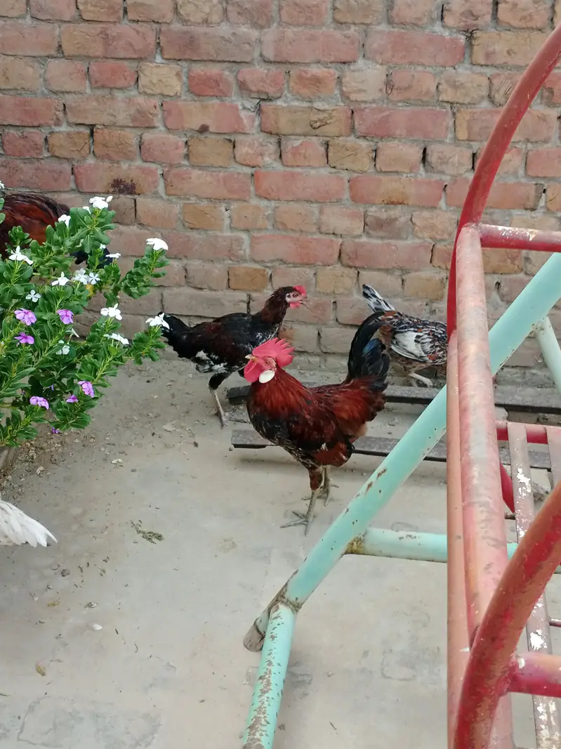 Pure Desi Golden Black Male & Female — photo 5