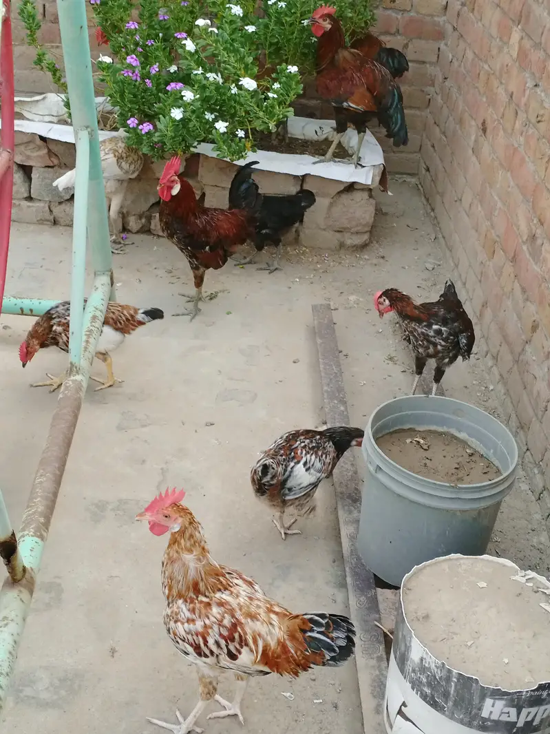 Pure Desi Golden Black Male & Female — photo 6