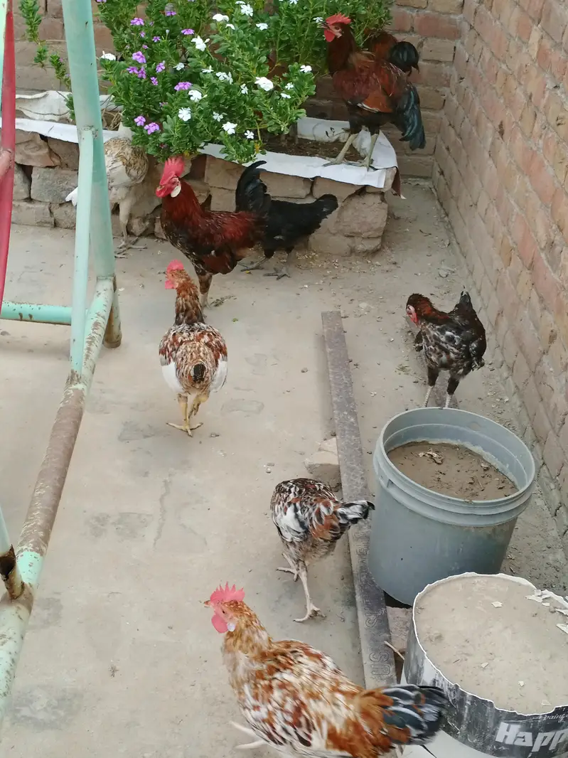 Pure Desi Golden Black Male & Female — photo 7