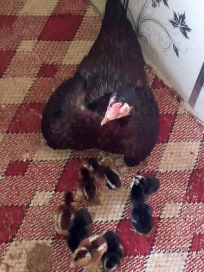aseel madi with 9 chicks