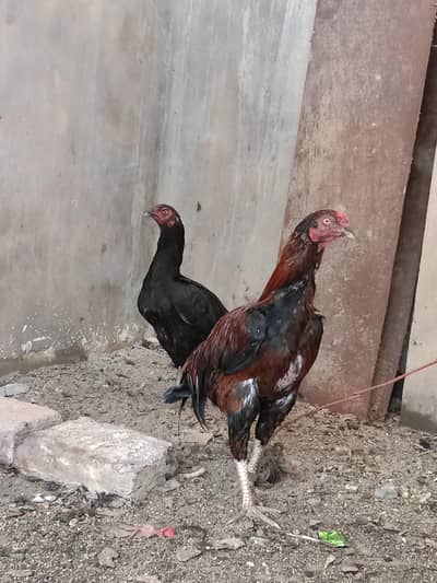 urgent sale