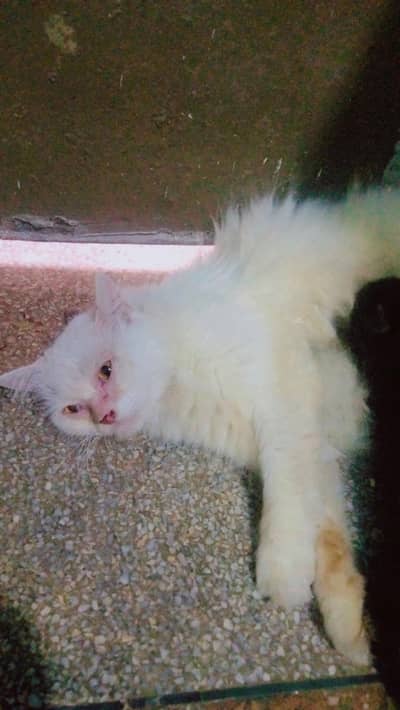 beautiful persion cat with one baby phone number 03147670258