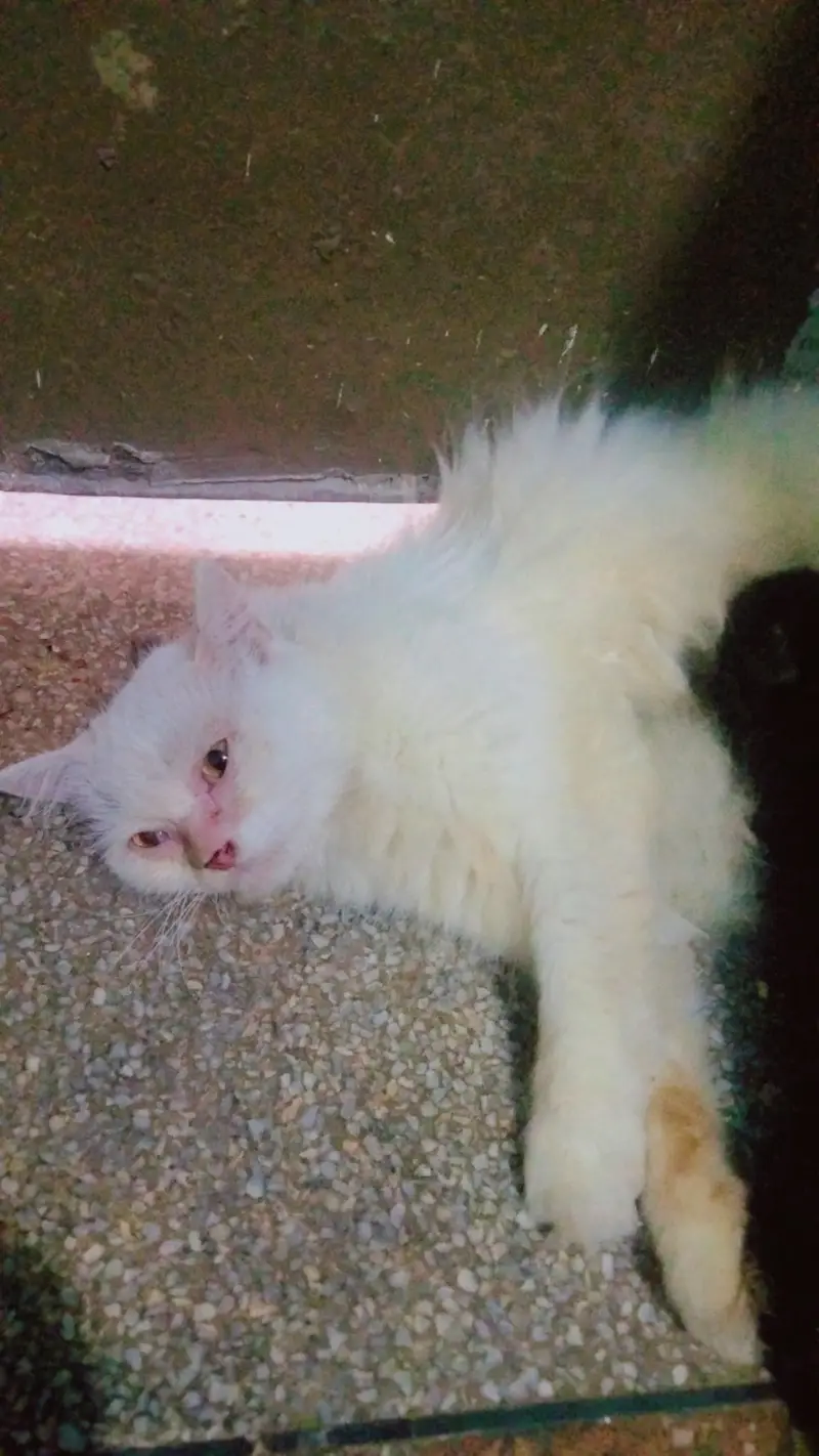 beautiful persion cat with one baby phone number 03147670258