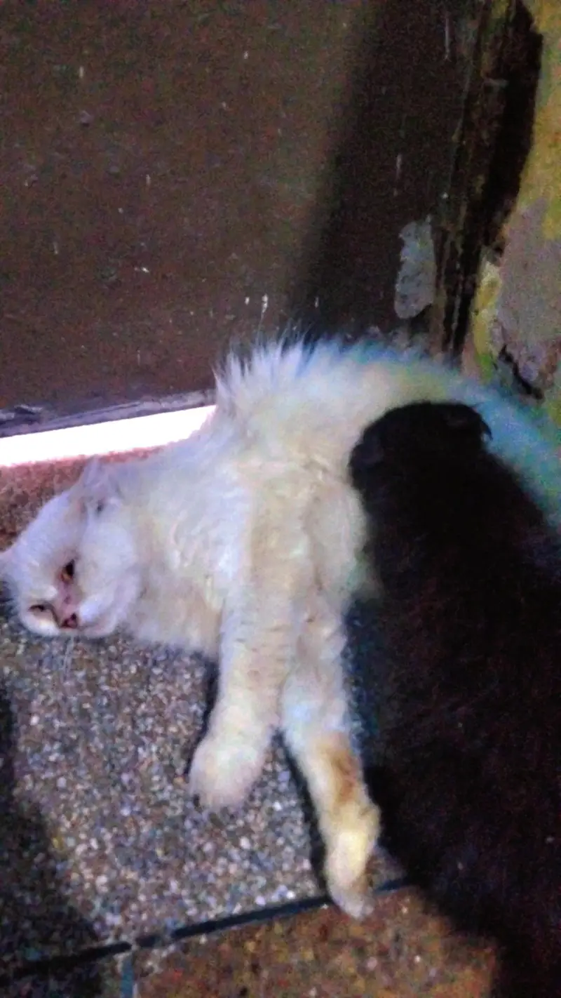 beautiful persion cat with one baby phone number 03147670258 — photo 2