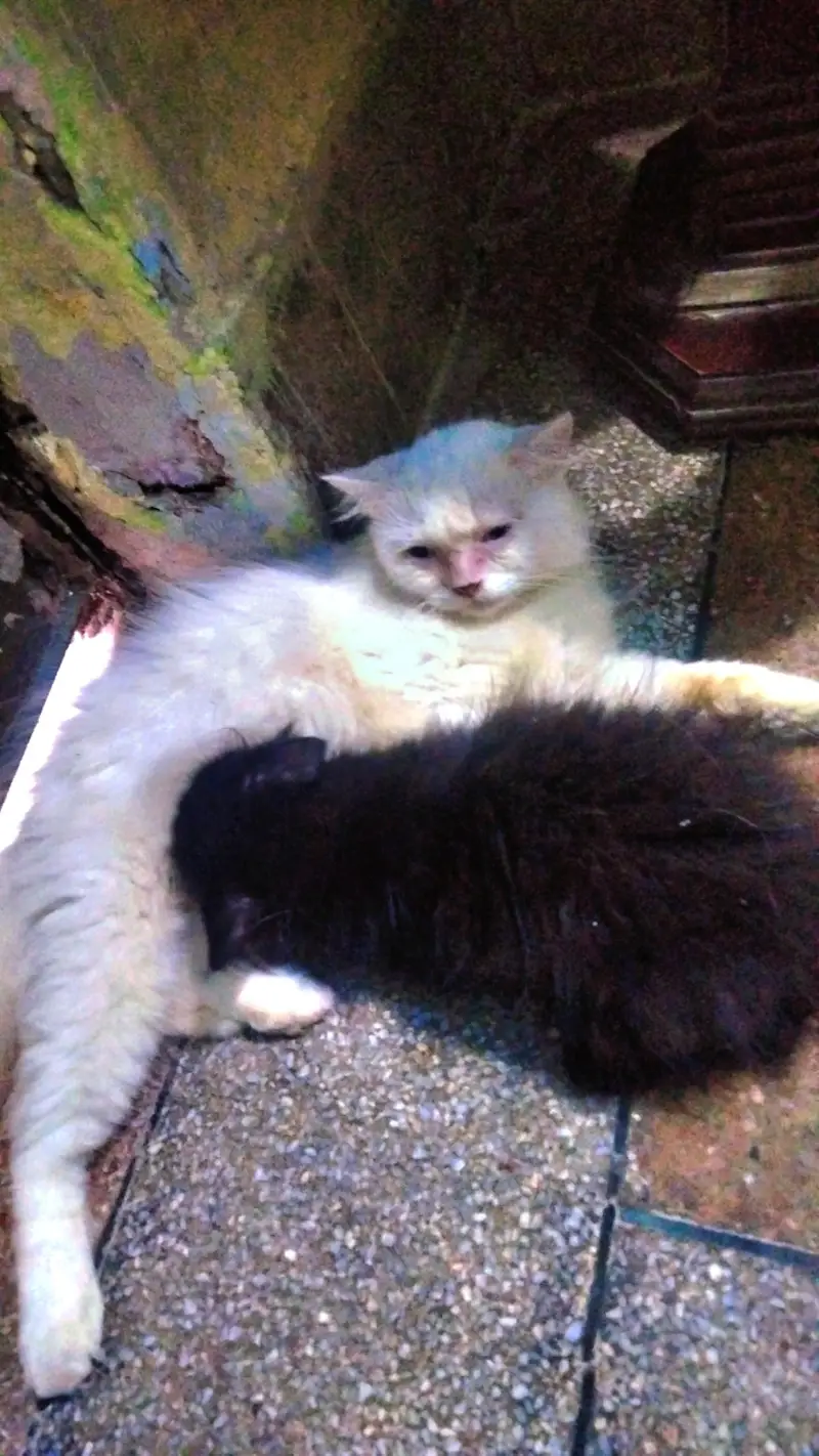beautiful persion cat with one baby phone number 03147670258 — photo 3