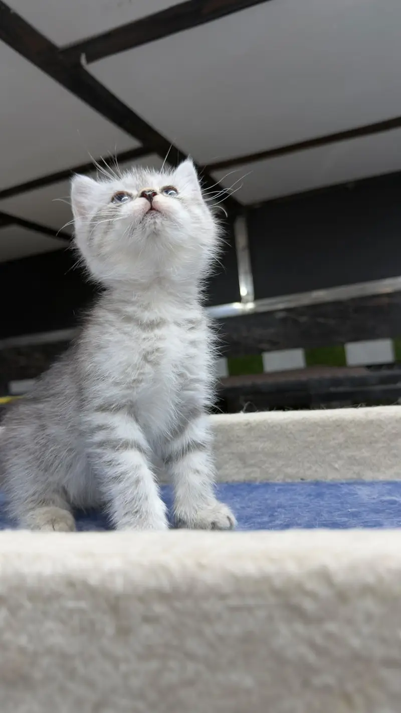 British Shorthair | Imported Russian Bloodline | high-quality kittens — photo 2