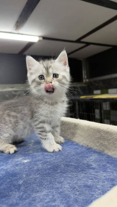 British Shorthair | Imported Russian Bloodline | high-quality kittens