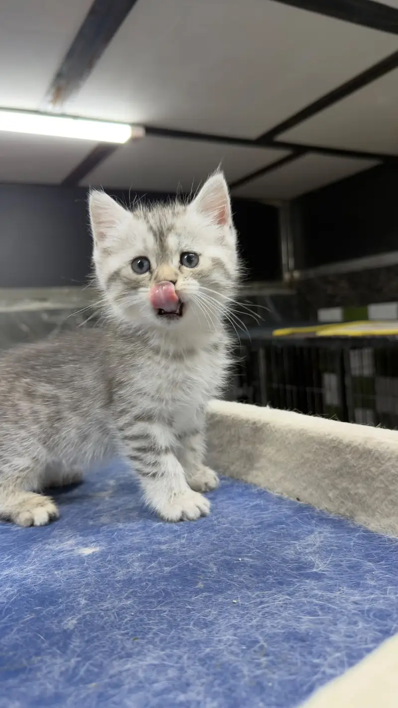 British Shorthair | Imported Russian Bloodline | high-quality kittens