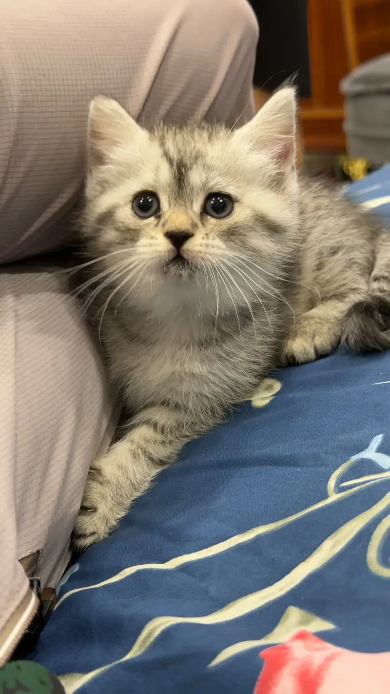 British Shorthair | Imported Russian Bloodline | high-quality kittens — photo 4