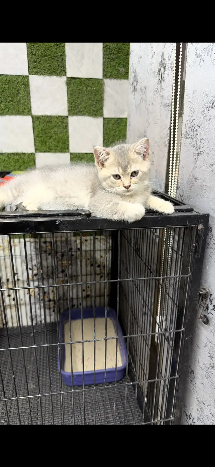 British Shorthair | Imported Russian Bloodline | high-quality kittens — photo 5