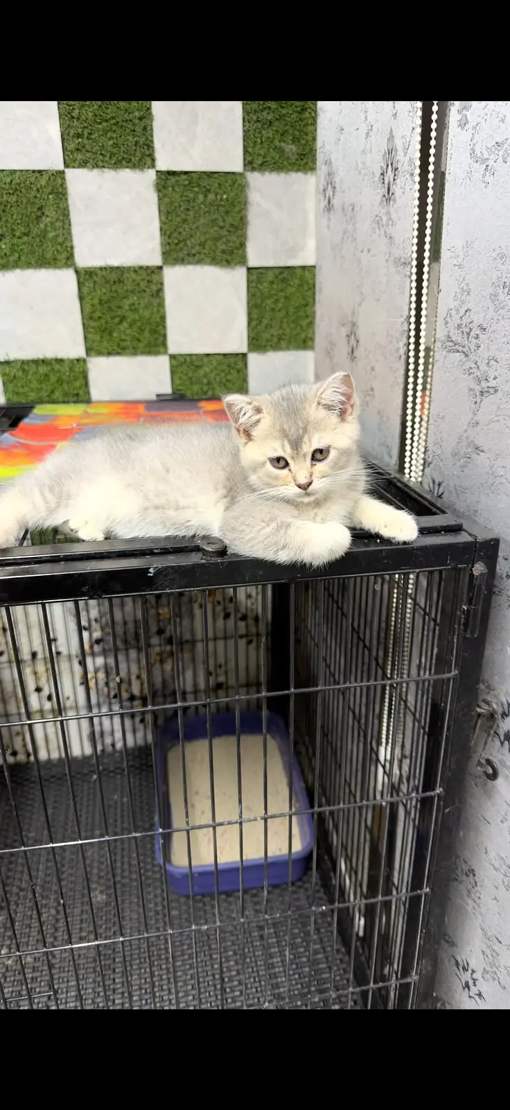 British Shorthair | Imported Russian Bloodline | high-quality kittens — photo 6